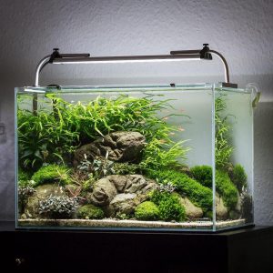 Kaca Bening Aquarium